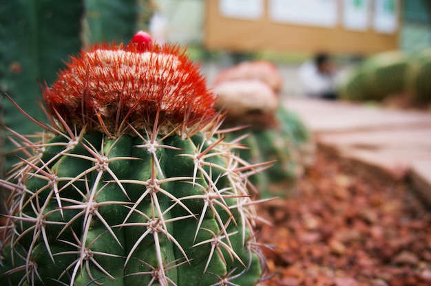 Bellissimi succulenti e pianta di cactus in giardino.