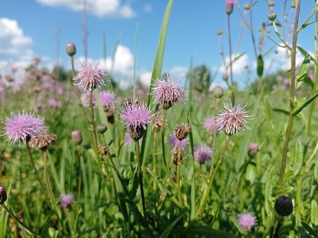 bellissimi teneri fiori gialli luminosi lilla soleggiato nel pomeriggio nella passeggiata sul prato