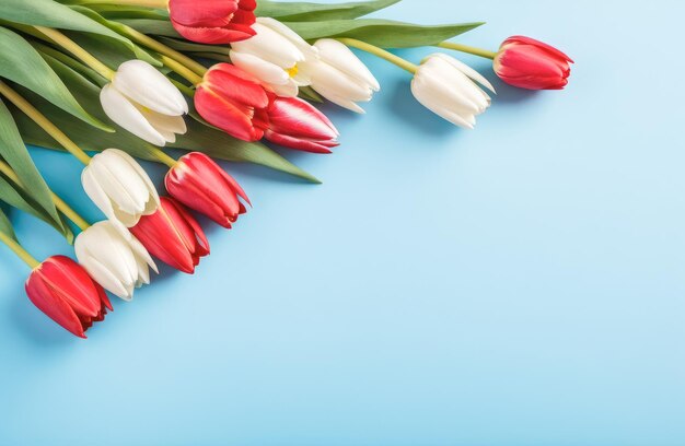 Bellissimi tulipani bianchi e rossi di primavera su sfondo blu chiaro vista superiore carta di auguri con spazio di copia vista superiore piatta