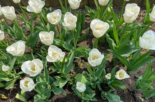 Bellissimi tulipani bianchi sono sbocciati in giardino