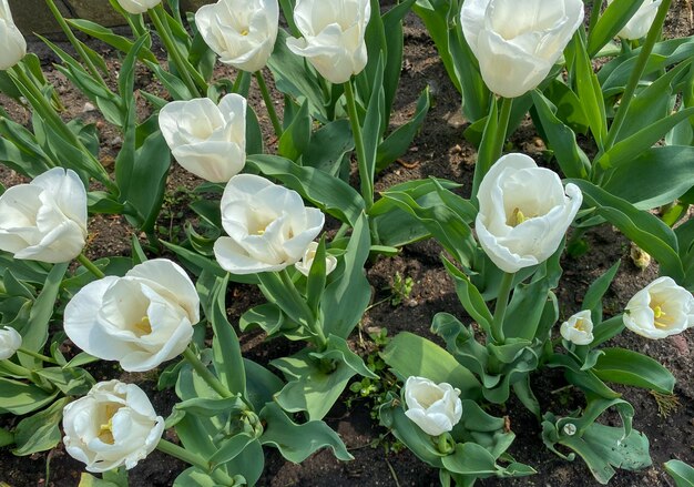 Bellissimi tulipani bianchi sono sbocciati in giardino