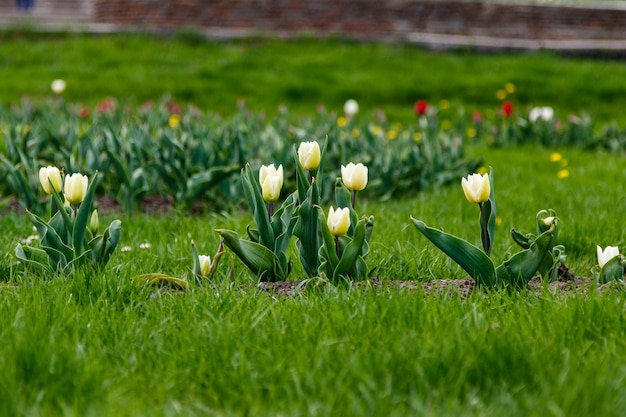 Bellissimi tulipani bianchi su uno sfondo di erba verde