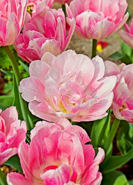 Bellissimi tulipani colorati in giardino Mazzo fresco del tulipano