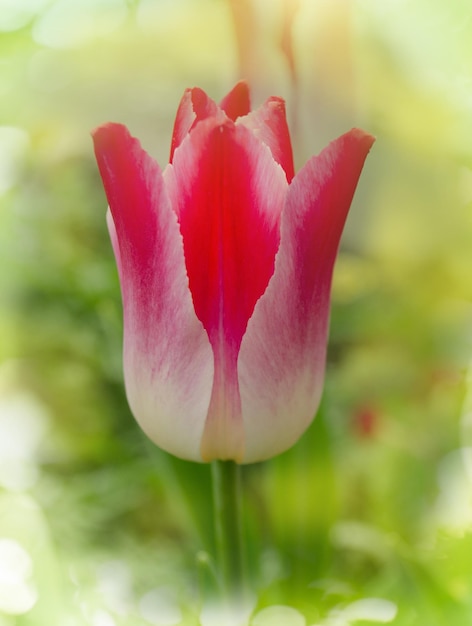 Bellissimi tulipani colorati Tulip Whispering dream