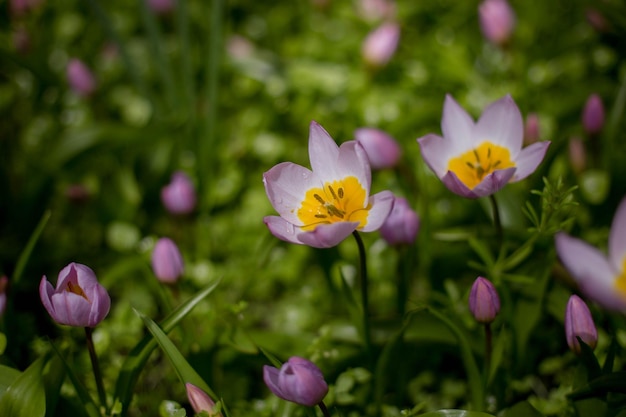 Bellissimi tulipani colorati Tulipa saxatilis in un'aiuola Campo estivo di fiori, giardinaggio e floristica Messa a fuoco selettiva