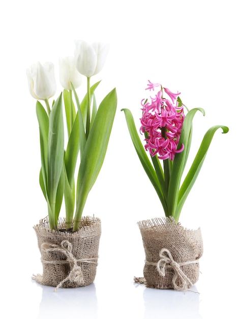 Bellissimi tulipani e fiori di giacinto isolati su bianco