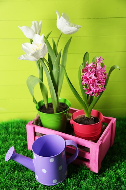 Bellissimi tulipani e fiori di giacinto su scatola di legno su sfondo di legno colorato