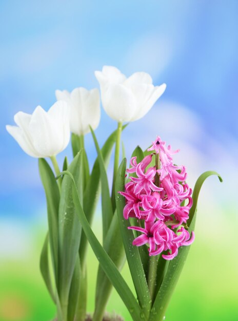 Bellissimi tulipani e fiori di giacinto su sfondo luminoso
