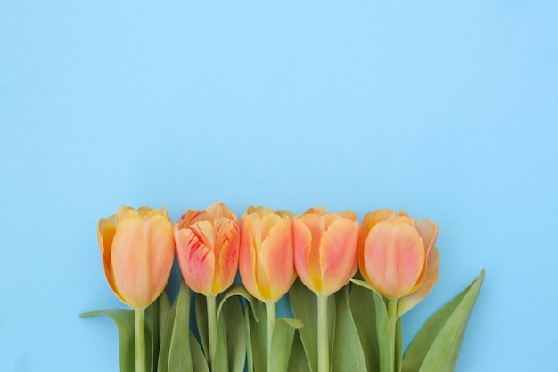 Bellissimi tulipani freschi su uno sfondo luminoso, succoso e uniforme
