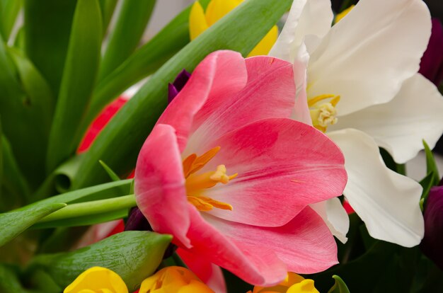 bellissimi tulipani gialli bianchi viola e rosa