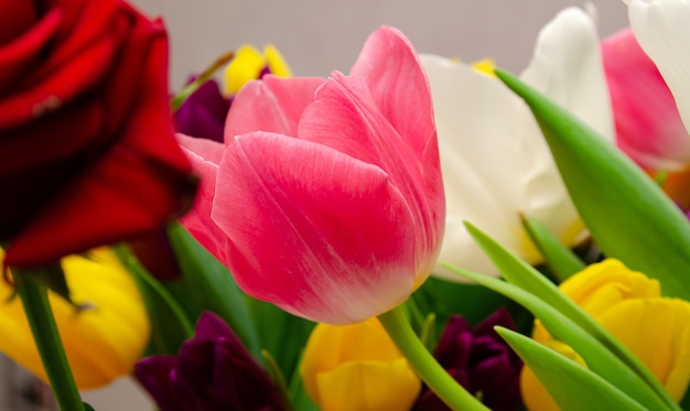 bellissimi tulipani gialli bianchi viola e rosa