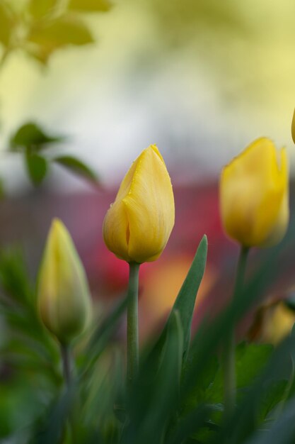 Bellissimi tulipani gialli Campo di tulipani gialli Tulipano giallo su sfondo verde