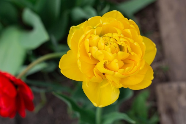 Bellissimi tulipani gialli fioriscono nel cortile di casa da vicino