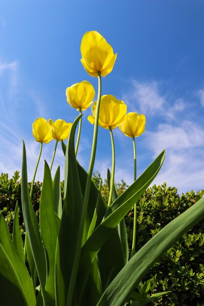 Bellissimi tulipani gialli in primavera contro il cielo blu con nuvole sullo sfondo floreale