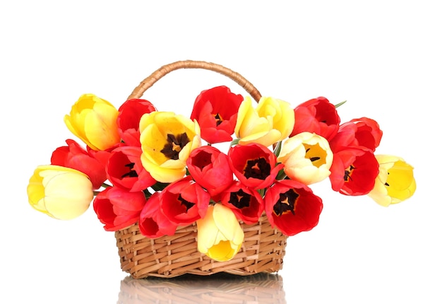 Bellissimi tulipani in cestino isolato su bianco