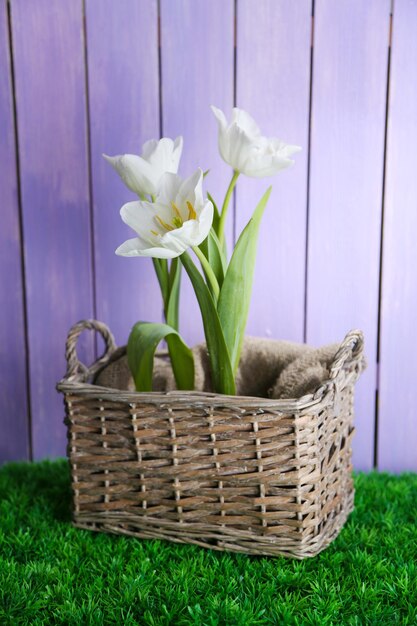 Bellissimi tulipani in cesto di vimini, su erba verde su sfondo di legno colorato