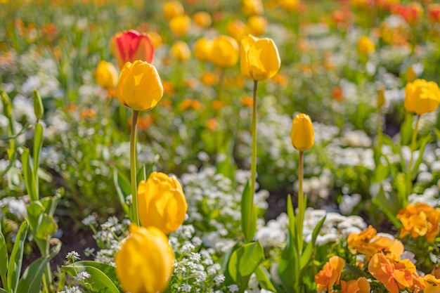 Bellissimi tulipani in fiore rosa viola porpora gialli colorati multicolori luminosi in giardino