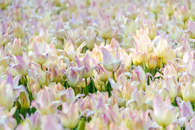 bellissimi tulipani in fiore