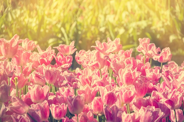 bellissimi tulipani in fiore