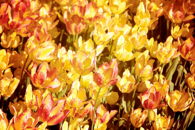 bellissimi tulipani in fiore