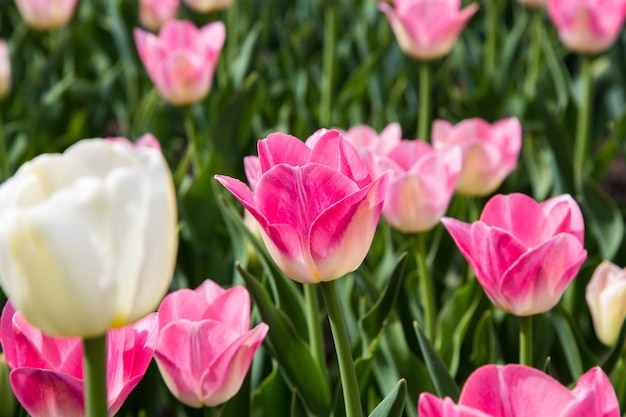 Bellissimi tulipani in giardino