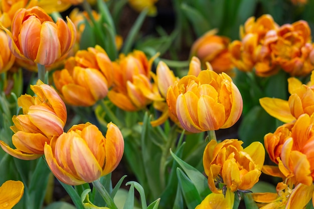 Bellissimi tulipani in giardino.