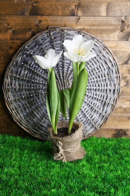 Bellissimi tulipani in vaso su erba verde, su fondo di legno