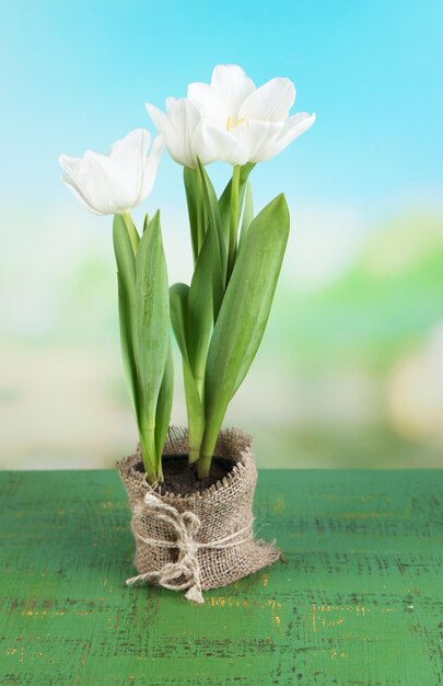 Bellissimi tulipani in vaso sul tavolo in legno colorato, su sfondo luminoso