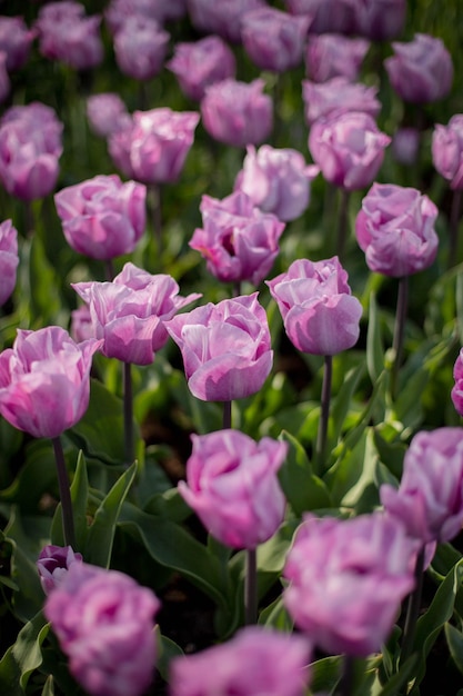 Bellissimi tulipani lilla in un campo di fiori primaverili luminosi Giardinaggio e floristica Messa a fuoco selettiva