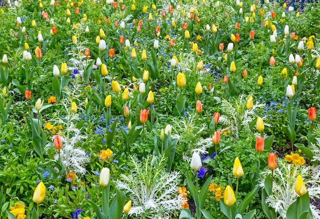 Bellissimi tulipani multicolori in primavera