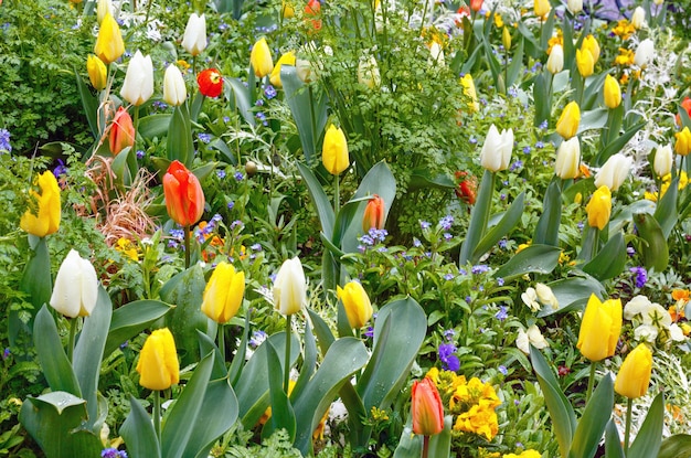 Bellissimi tulipani multicolori in primavera