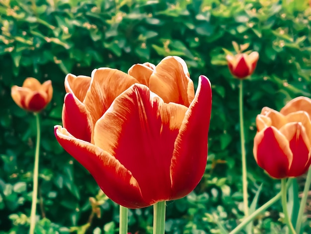 Bellissimi tulipani nel giardino floreale botanico e nella bellezza della natura