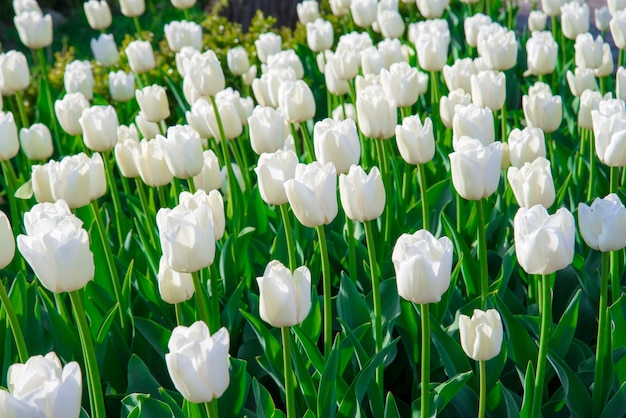 Bellissimi tulipani nel grande giardino primaverile