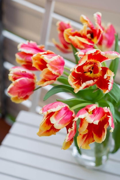 Bellissimi tulipani pappagallo giallo rosa su una sedia di legno bianca All'aperto sul balcone o sulla terrazza Sfondo sfocato Messa a fuoco selettiva