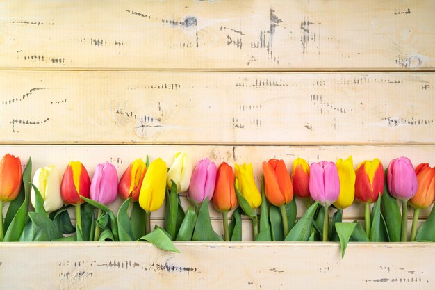 Bellissimi tulipani primaverili su uno sfondo di legno beige giacciono in fila