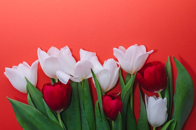 Bellissimi tulipani primaverili su uno sfondo rosso, foto orizzontale