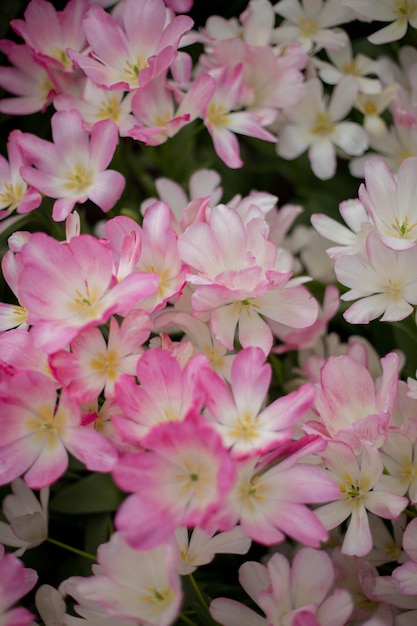 Bellissimi tulipani rosa bianchi in un campo primaverile di fiori luminosi Giardinaggio e floristica Messa a fuoco selettiva