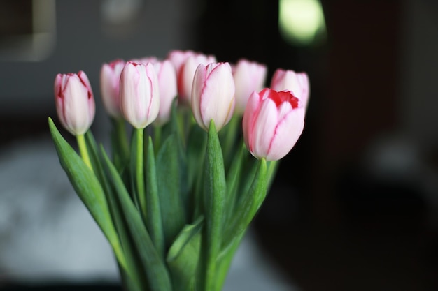 Bellissimi tulipani rosa come regalo