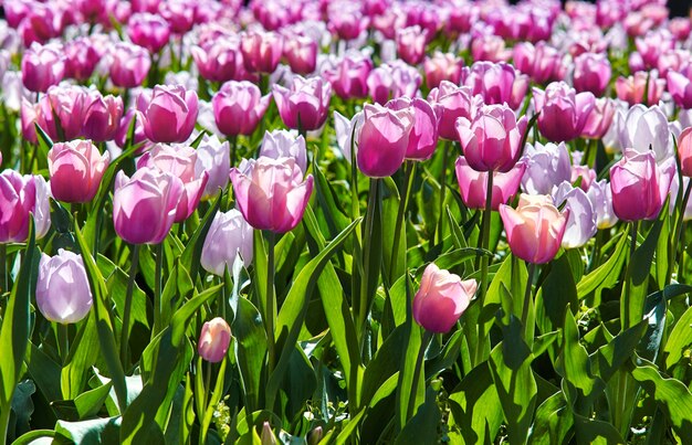 Bellissimi tulipani rosa in primavera