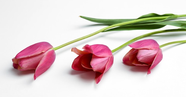Bellissimi tulipani rosa, isolati su bianco