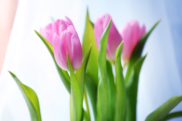 Bellissimi tulipani rosa su sfondo chiaro