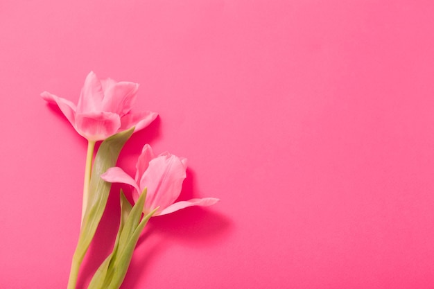 Bellissimi tulipani rosa su sfondo di carta rosa