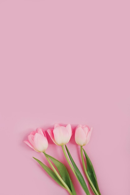 Bellissimi tulipani rosa su sfondo rosa Il concetto di Women Day 8 marzo Sfondo di primavera