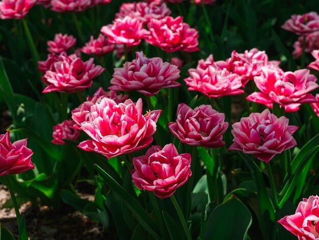 Bellissimi tulipani rosa su un letto di fiori nel parco