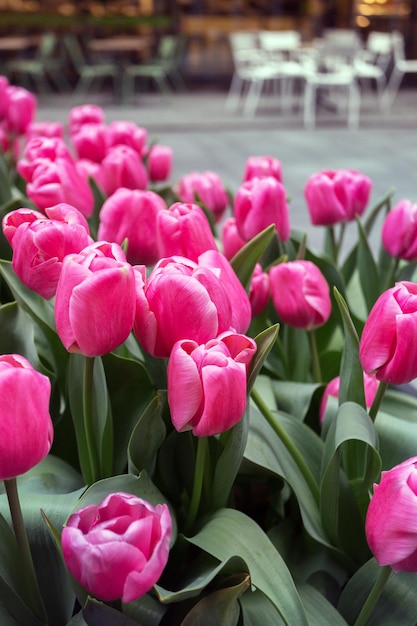 Bellissimi tulipani rosa sulla strada di amsterdam. Paesi Bassi