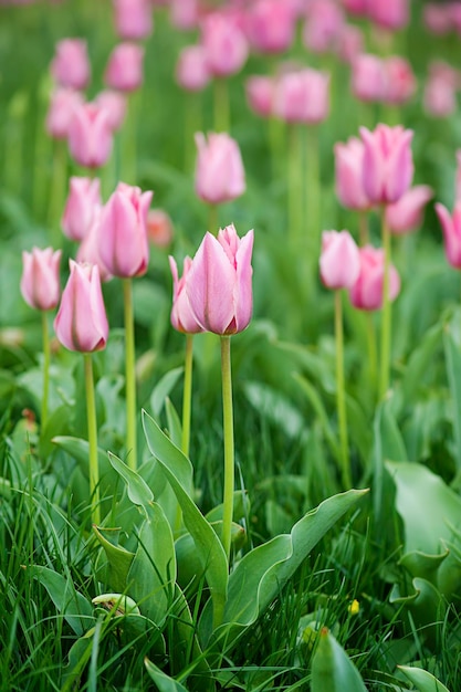 Bellissimi tulipani rosa