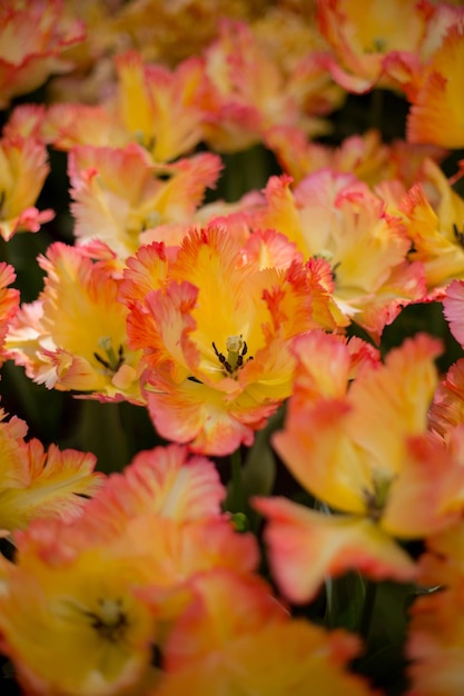 Bellissimi tulipani rossi arancioni colorati in un'aiuola Fiori luminosi campo primaverile Giardinaggio e floristica Messa a fuoco selettiva