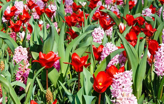 Bellissimi tulipani rossi e giacinti rosa closeup in primavera. Sfondo della natura.