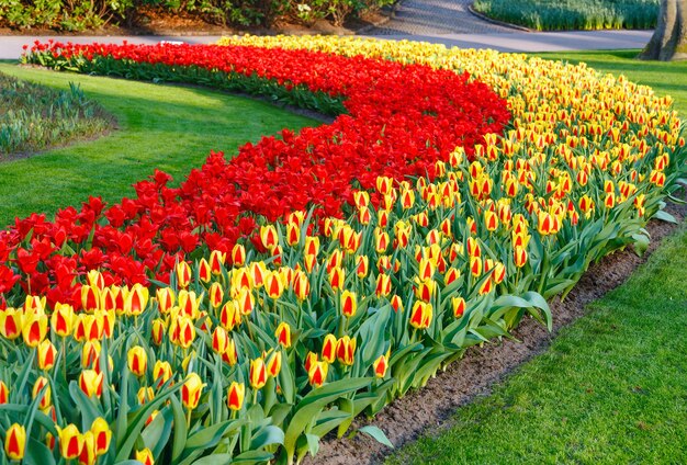 Bellissimi tulipani rossi e gialli in primavera.