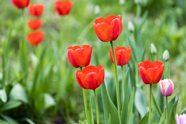 Bellissimi tulipani rossi in natura.